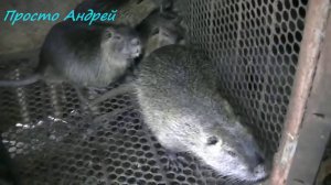 Нутрия и клетки для откорма щенков нутрий