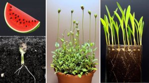 964 ДНЯ за 30 МИНУТ – Таймлапс РОСТА РАСТЕНИЯ