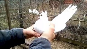 Николаевские голуби.  Белые племенные