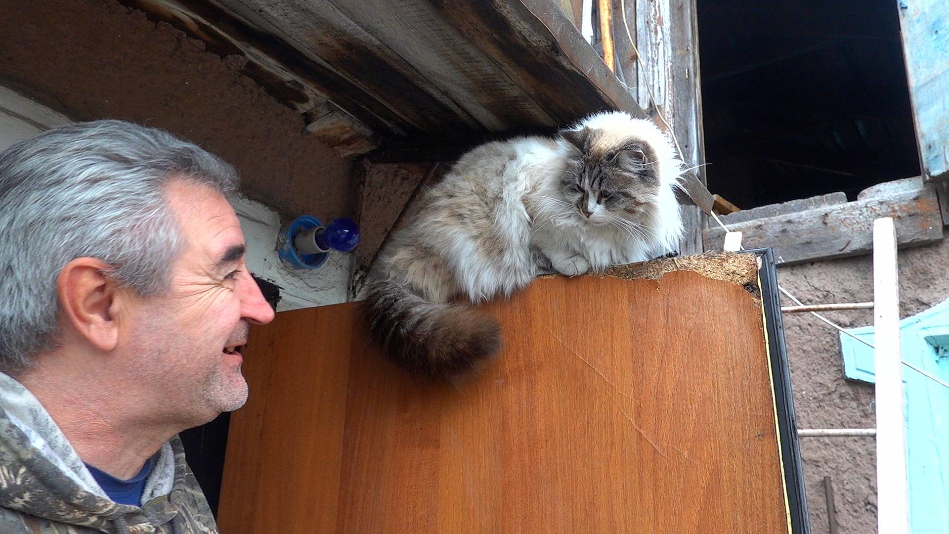 Домашний теплично-кото-огородно-кухонный влог о нашей жизни в Донецке смотреть онлайн