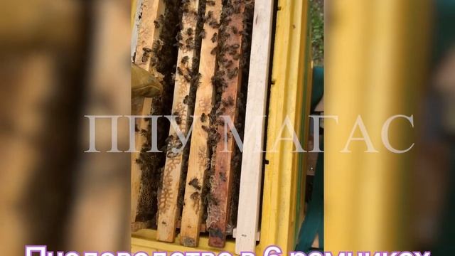 Пчеловодство в 6 рамочниках ППУ Магас. Расширение вверх. смотреть онлайн