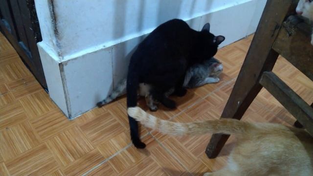 Big Cat Mating Kitten смотреть онлайн