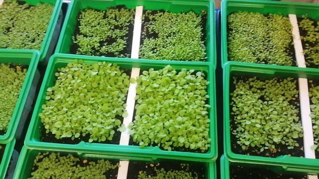 Рассада 20 дней.