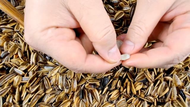 Пульс Земли