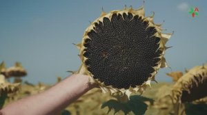 💡 100% полей подсолнечника хозяйства в Саратовской области засеяно только семенами «АГРОПЛАЗМА».