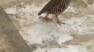 Как отличить самку кеклика от самца🐓🐔🦃Разведение горной куропатки