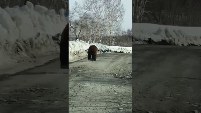 к Кузбассе весна, медведь проснулся смотреть онлайн