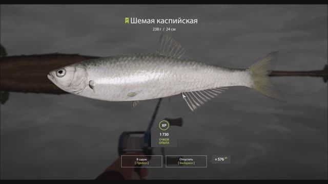 Шемая Каспийская на блесну, Ахтуба, игра Русская рыбалка 4 смотреть онлайн