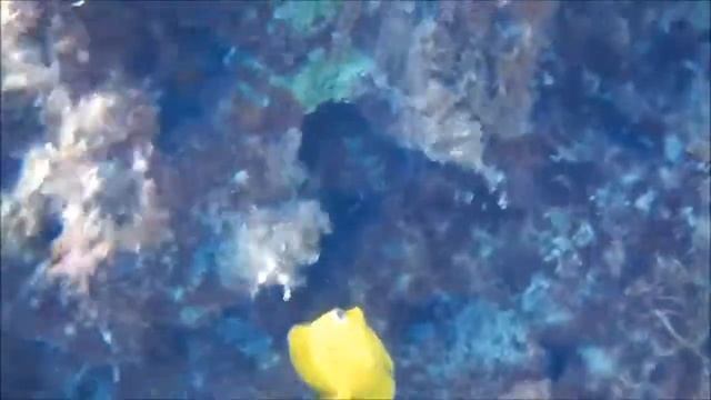 Alien species Blue tang surgeonfish in Cyprus coastal waters смотреть онлайн