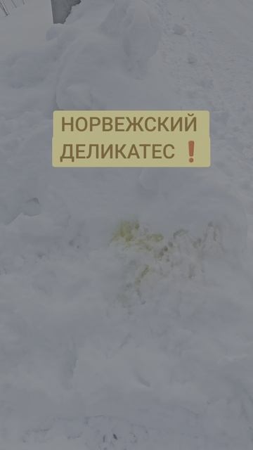 ЖЁЛТЫЙ СНЕГ В НОРВЕГИИ смотреть онлайн