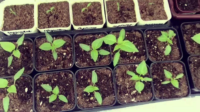 Мышь уничтожила рассаду в теплице.