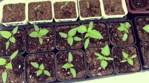 Мышь уничтожила рассаду в теплице.