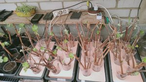 Об укоренении черенков винограда