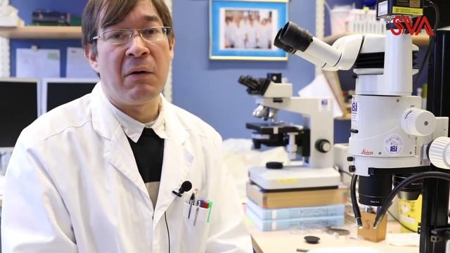 Fästingar artbestäms på SVA смотреть онлайн