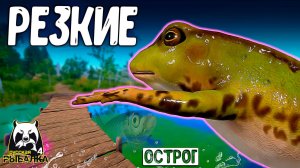 RF4 ПРОСТО И РЕЗКО МОГУТ ДЕРНУТЬ ЧТО НЕ ЗАМЕТИШЬ #рр4