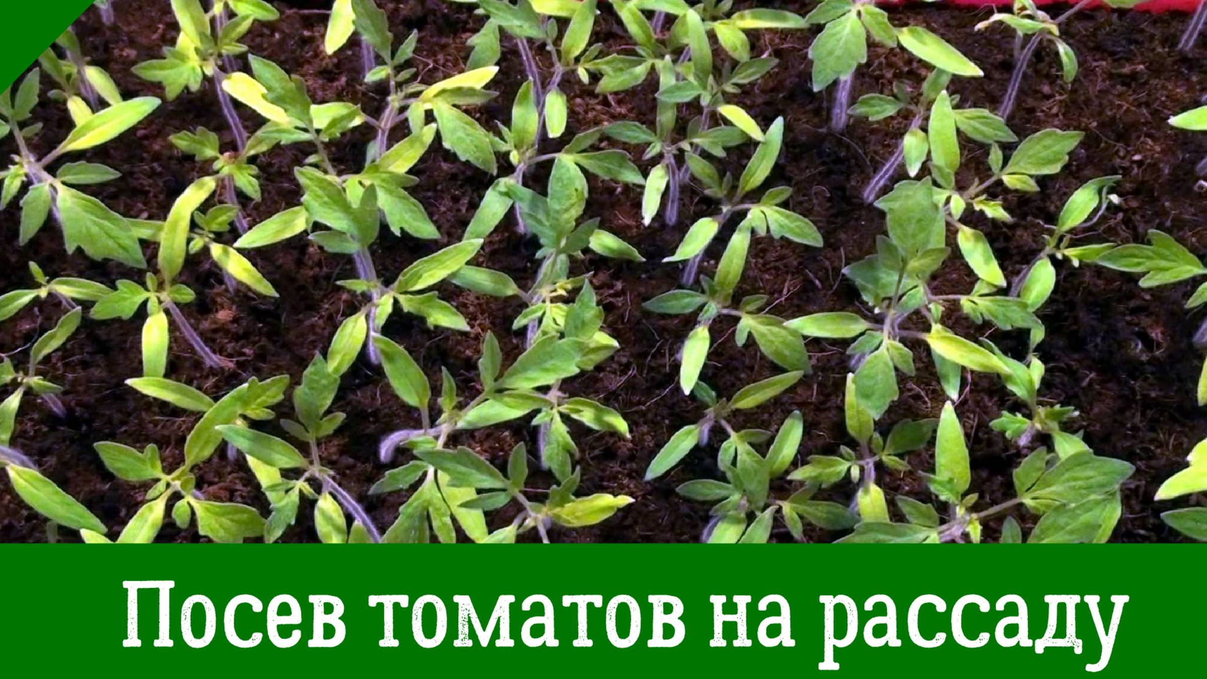 Посев томатов на рассаду Подмосковье. Мой проверенный способ смотреть онлайн