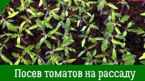Посев томатов на рассаду Подмосковье. Мой проверенный способ