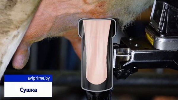 Робот дояр DeLaval VMS™ V300 - подготовка и доение коров