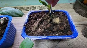 Как размножить георгины черенкованием/Как снять черенок с георгина