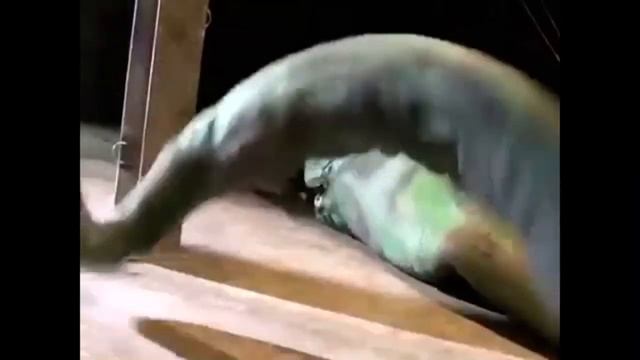 Snake Vore