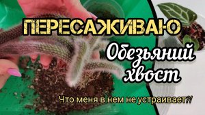 Пересаживаю Хильдавинтеру/Обезьяний хвост  и рассказываю  что меня в нем не устраивает .21-03-2025
