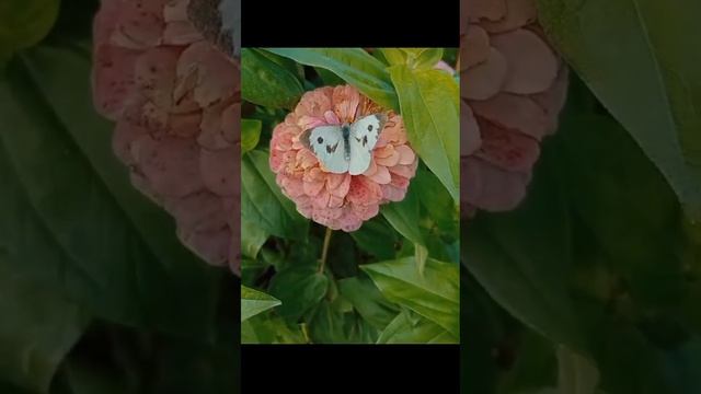 Бабочка-капустница смотреть онлайн