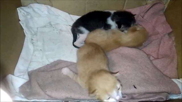 Котятам 11 дней. Кошка с котятами смотреть онлайн