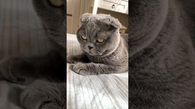 Шотландская вислоухая кошка Риана 05.04.2024. смотреть онлайн