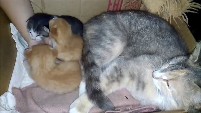 Котятам 12 дней. Кошка и котята смотреть онлайн