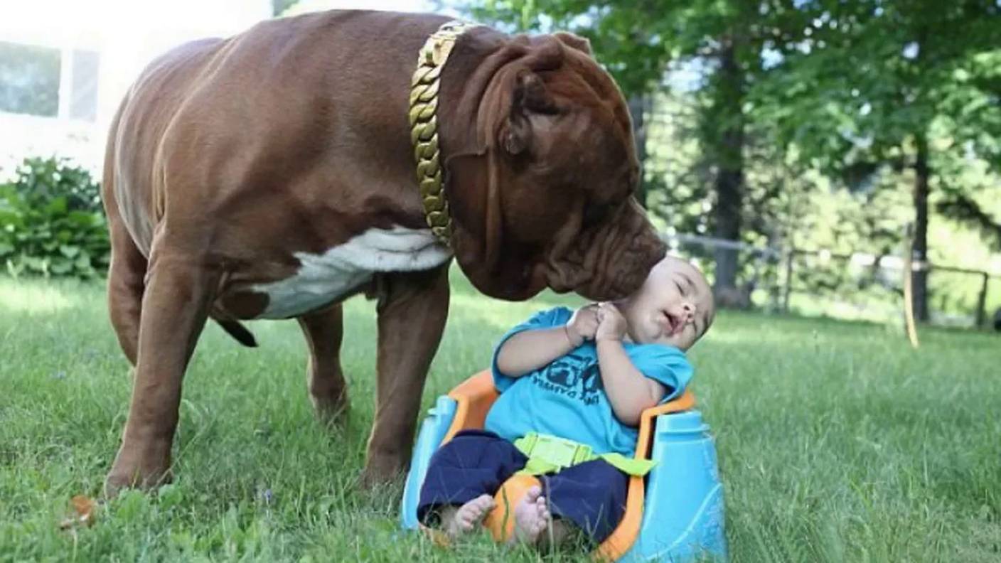 ТОП 5 лучших собак нянек. Лучшие собаки для детей! смотреть онлайн