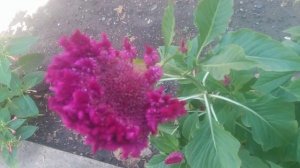 Семена Целозии гребенчатой Дракула  прорастают в уникальное однолетнее растение