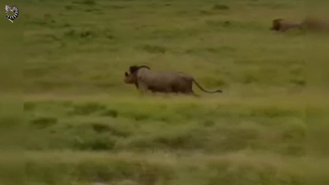 БУЙВОЛ КИНУЛСЯ на ПОМОЩЬ , но ПОЛУЧИВ КОГТЯМИ по МОРДЕ, ОТСТУПИЛ смотреть онлайн