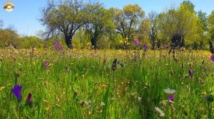 Весенняя терапия с целебными частотами 🌷🌞 Начните свой день с ПОЗИТИВНЫХ УТРЕННИХ ВИБРАЦИЙ🌳