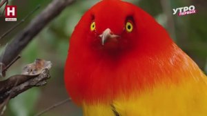 Танцуют все! | ЗООМАНИЯ