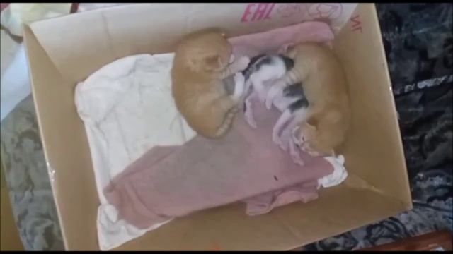 Котятам 15 дней. У всех котят открылись глаза смотреть онлайн