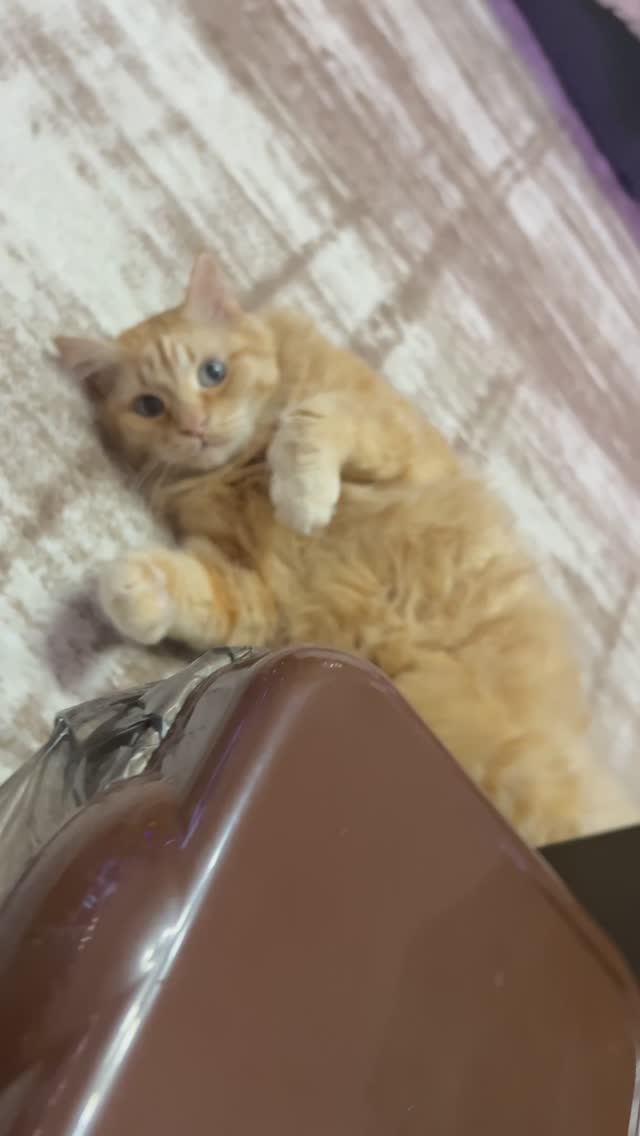 Яков кот 🐈 зевнул смотреть онлайн