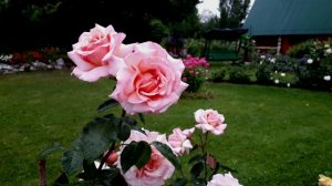 Любимые розы прошлых лет... часть 2