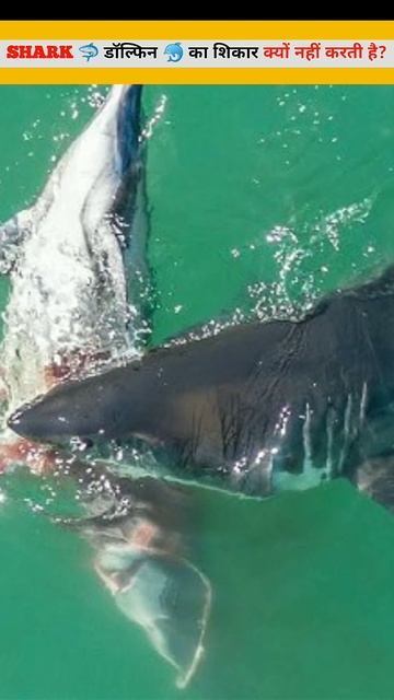 Shark🦈डॉल्फिन 🐬का शिकार क्यों नही करती है/why shark not kill dolphin?#dolphin #shark by @ProfessorN смотреть онлайн
