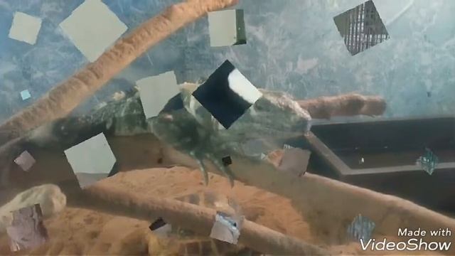 В зоопарке смотреть онлайн