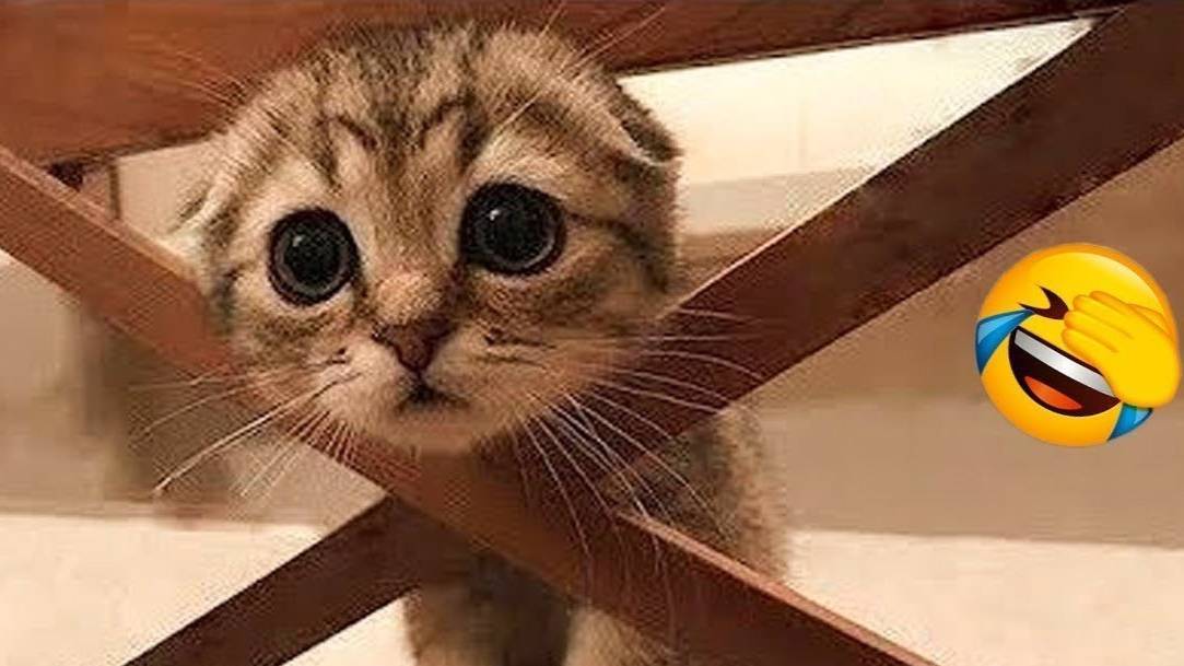 Приколы с животными😸 Смешные видео про животных 😸СМЕШНОЕ ВИДЕО😸 Наши любимые смешные животные смотреть онлайн