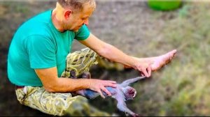 Олег Зубков просто ЗАГИПНОТИЗИРОВАЛ гамадрила Люсю)))