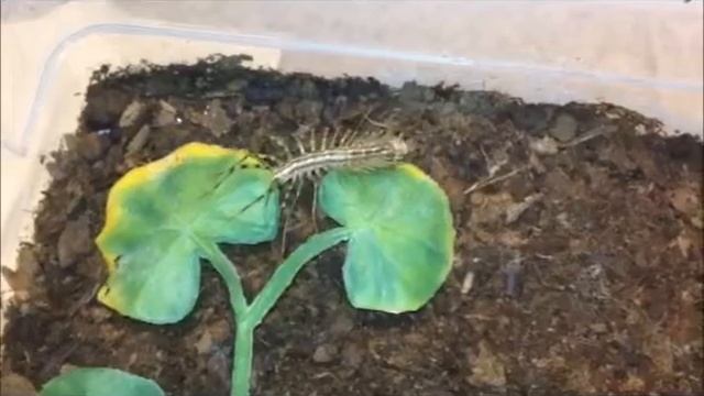 House Centipede Kills Cricket смотреть онлайн