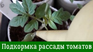 Первая ПОДКОРМКА ТОМАТОВ - для крепкой шикарной рассады