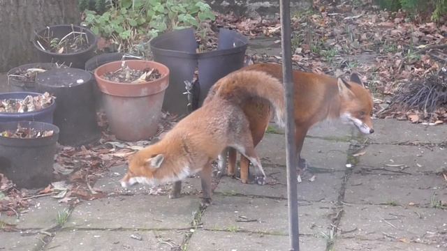 Foxes mating смотреть онлайн
