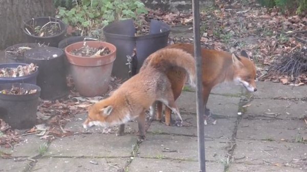 Foxes mating