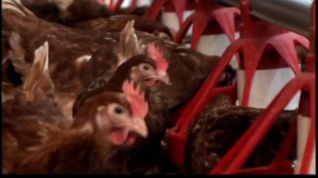 Free-Run Egg Farming in Manitoba смотреть онлайн