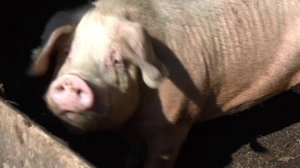 Причина массовой гибели свиней в поселке Степной Новосибирского района/Программа без опасности