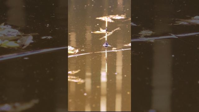 Первые поклевки смотреть онлайн