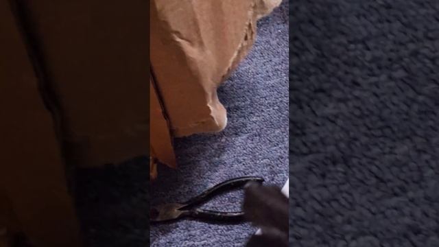 Unboxing Rose De Rescht from Rose Petals Nursery in FL смотреть онлайн