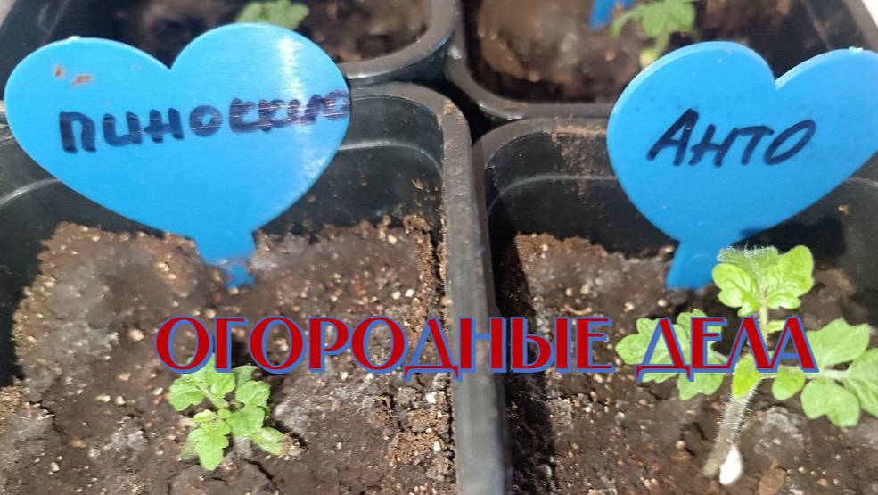 Полив рассады и пикировка томатов и баклажанов смотреть онлайн